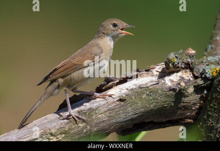 Junge Common whitethroat auf dicken Zweig mit offenem Schnabel, durstig oder laut Aufruf gehockt Stockfoto