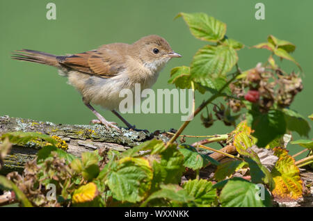 Junge Common whitethroat thront auf alte Filiale in der Nähe eines rasberry Bush Stockfoto