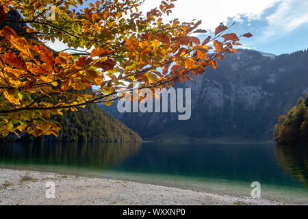 Buche am Königssee in Bayern Stockfoto