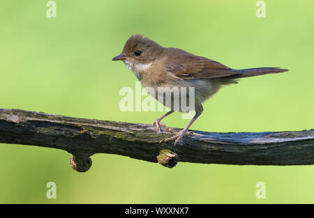 Reizende Junge Common whitethroat auf kleine Stick mit grünem Hintergrund bei Sonnenuntergang posing Stockfoto