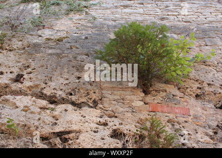 Alte Rock Wall mit Bäume wachsen aus ihm heraus Stockfoto