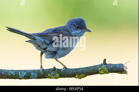 Erwachsene männliche Common whitethroat auf flechten Zweig in der Brutzeit Gefieder gehockt Stockfoto