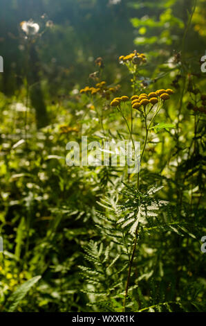 Gelbe Wildblumen in Spruce Woods Provincial Park, gemeinsame Rainfarn (Tanacetum vulgare) ist eine invasive Arten in Manitoba Stockfoto