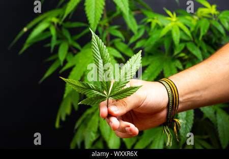 Hand, die Marihuana pflanze Nahaufnahme Stockfoto