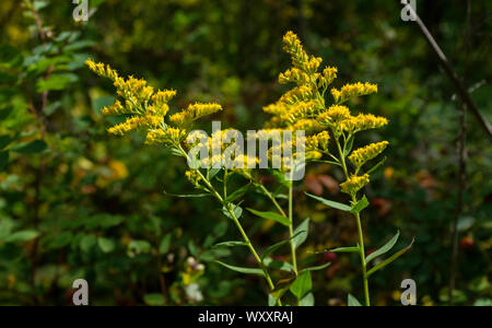 Kanada Goldrute (Solidago canadensis) blühen im frühen Herbst am Spruce Woods Provincial Park, Manitoba Stockfoto