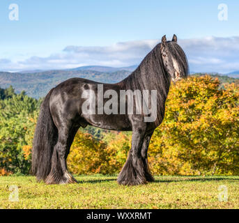 Gypsy Vanner Horse Hengst steht auf Aufstieg mit Herbst Farbe Bergkulisse Stockfoto