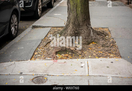 Baum Gruben im New Yorker Stadtteil Chelsea am Dienstag, 10. September 2019. New York City Bürgermeister Bill De Blasio hat heute bekannt gegeben, dass die Stadt wird jetzt die Verantwortung für Reparaturen, wenn eine Straße Baum die umliegenden Bürgersteig. Zuvor, Eigenheimbesitzer und Vermieter wurden verurteilt, wenn eine der Wurzeln der Bäume der Stadt verursachten Schadens und der Hausbesitzer hatte die Kosten für die Reparatur zu tragen. (© Richard B. Levine) Stockfoto