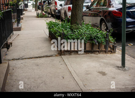 Baum Gruben im New Yorker Stadtteil Chelsea am Dienstag, 10. September 2019. New York City Bürgermeister Bill De Blasio hat heute bekannt gegeben, dass die Stadt wird jetzt die Verantwortung für Reparaturen, wenn eine Straße Baum die umliegenden Bürgersteig. Zuvor, Eigenheimbesitzer und Vermieter wurden verurteilt, wenn eine der Wurzeln der Bäume der Stadt verursachten Schadens und der Hausbesitzer hatte die Kosten für die Reparatur zu tragen. (© Richard B. Levine) Stockfoto