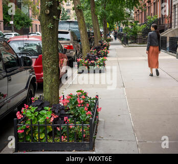 Baum Gruben im New Yorker Stadtteil Chelsea am Dienstag, 10. September 2019. New York City Bürgermeister Bill De Blasio hat heute bekannt gegeben, dass die Stadt wird jetzt die Verantwortung für Reparaturen, wenn eine Straße Baum die umliegenden Bürgersteig. Zuvor, Eigenheimbesitzer und Vermieter wurden verurteilt, wenn eine der Wurzeln der Bäume der Stadt verursachten Schadens und der Hausbesitzer hatte die Kosten für die Reparatur zu tragen. (© Richard B. Levine) Stockfoto