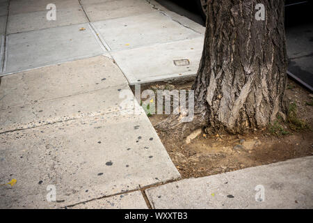 Baum Gruben im New Yorker Stadtteil Chelsea am Dienstag, 10. September 2019. New York City Bürgermeister Bill De Blasio hat heute bekannt gegeben, dass die Stadt wird jetzt die Verantwortung für Reparaturen, wenn eine Straße Baum die umliegenden Bürgersteig. Zuvor, Eigenheimbesitzer und Vermieter wurden verurteilt, wenn eine der Wurzeln der Bäume der Stadt verursachten Schadens und der Hausbesitzer hatte die Kosten für die Reparatur zu tragen. (© Richard B. Levine) Stockfoto