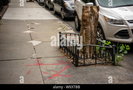 Baum Gruben im New Yorker Stadtteil Chelsea am Dienstag, 10. September 2019. New York City Bürgermeister Bill De Blasio hat heute bekannt gegeben, dass die Stadt wird jetzt die Verantwortung für Reparaturen, wenn eine Straße Baum die umliegenden Bürgersteig. Zuvor, Eigenheimbesitzer und Vermieter wurden verurteilt, wenn eine der Wurzeln der Bäume der Stadt verursachten Schadens und der Hausbesitzer hatte die Kosten für die Reparatur zu tragen. (© Richard B. Levine) Stockfoto
