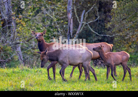 Elk Kühe und Baby, North Bend, Washington Stockfoto