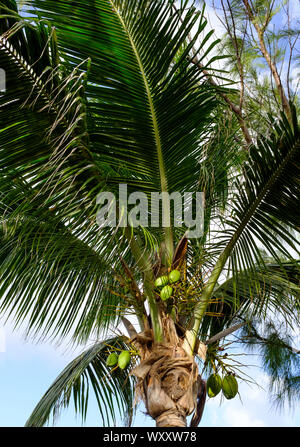 Auf der Suche nach oben in den grünen Wedel der Palme an einem breezy Tag am North Point, Barbados Stockfoto