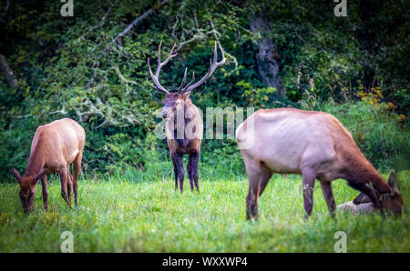 Bull Elk und zwei Kühe, North Bend, Washington Stockfoto