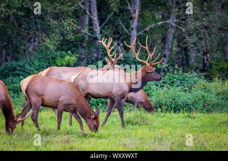 Elk im Feld Bullen und Kühe, North Bend, Washington Stockfoto