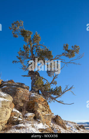 Eine alte Protze Kiefer wächst auf einem Felsvorsprung im südlichen Alberta, Kanada im Winter Stockfoto