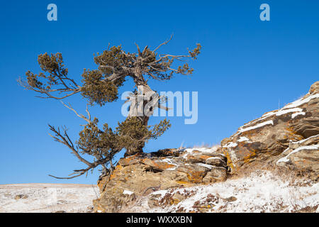 Eine alte Protze Kiefer wächst auf einem Felsvorsprung im südlichen Alberta, Kanada im Winter Stockfoto
