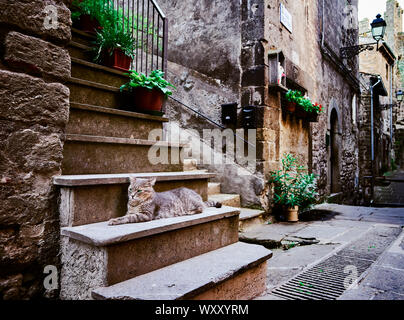 Eine Katze mit grünen Augen liegend auf dem Stein Schritte eines alten und traditionellen alten Haus in einem Italienischen mittelalterliches Dorf mit Plan eingerichtet, rest Stockfoto