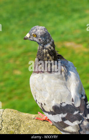 Stadt Pigeon, Ansicht von der Rückseite. Stockfoto