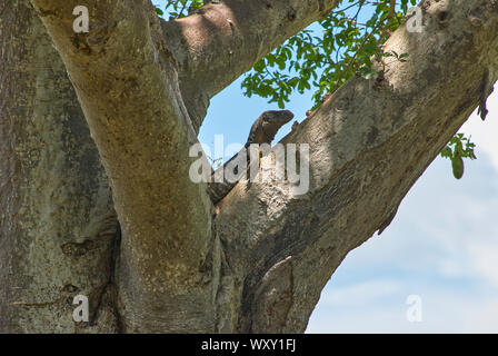 Einen Baum klettern Waran in Ruaha Nationalpark, Tansania Stockfoto