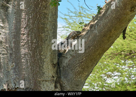 Einen Baum klettern Waran in Ruaha Nationalpark, Tansania Stockfoto
