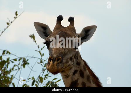 Portraitfotos der maasai Giraffe, Tansania Stockfoto