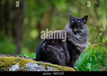 Ein schwarzer Rauch Norwegische Waldkatze männlich in Wald gähnen Stockfoto