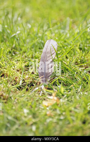 Graue Vogel Feder auf einem Rasen Stockfoto