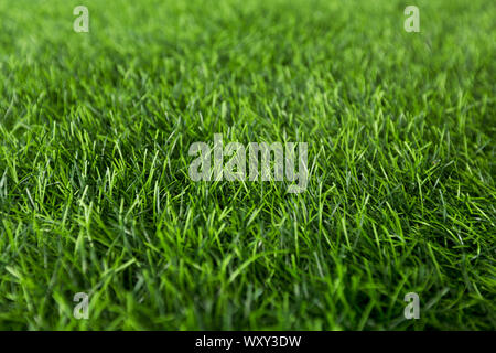 Frischer Frühling oder Sommer nasses Gras in Park, grüner Hintergrund Stockfoto