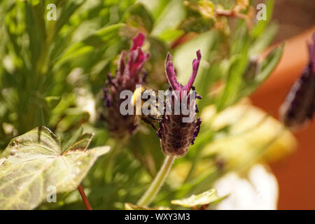 Hummeln auf Lavendel Pflanzen und Blumen auf der Suche nach Nektar Stockfoto