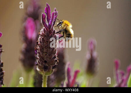 Hummeln auf Lavendel Pflanzen und Blumen auf der Suche nach Nektar Stockfoto