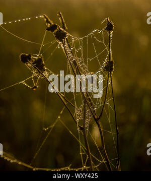 Ein Spinnennetz mit Tautropfen in trockenem Gras verwickelt Stockfoto