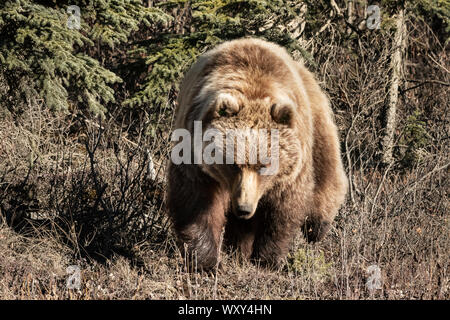 Nordamerika; USA; Alaska; Denali National Park; Tierwelt; Grizzly Bär; Ursus arctos; Feder Stockfoto
