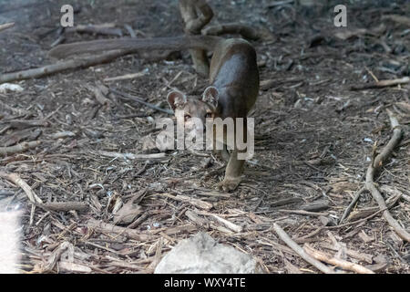 Vereinigtes Königreich, Cheshire, Chester Zoo. Foosa auf der Pirsch Stockfoto