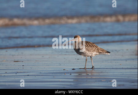 Eurasian Curlew, Numenius arquata, einzelne Erwachsene Wandern am Ufer. Februar genommen. Titchwell, Norfolk, Großbritannien. Stockfoto