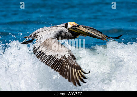 Ein brauner Pelikan (Pelecanus occidentalis) überfliegt die Brandung, während er in Playa Tamarindo, Costa Rica, nach Fischen sucht. Stockfoto