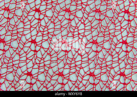 Rote Mesh Hintergrund auf einem weißen Hintergrund. Stockfoto