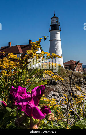 Biene auf einer Blume an der Portland Head Lighthouse, Cape Elizabeth, Maine Stockfoto