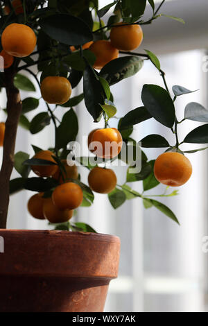 Kleine tangerine Tree in einen Innengarten. Auf diesem Foto sehen Sie die kleinen Baum mit viel reifer Früchte hängen von seinen Zweigen. Bunt! Stockfoto