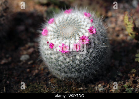 Kleiner grüner Kaktus mit kleinen rosa Blüten. Schöne kleine Pflanzen mit vielen Stacheln. Wachsende aus Sand. An einem sonnigen Tag fotografiert. Stockfoto