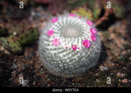 Kleiner grüner Kaktus mit kleinen rosa Blüten. Schöne kleine Pflanzen mit vielen Stacheln. Wachsende aus Sand. An einem sonnigen Tag fotografiert. Stockfoto