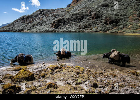 Drei yaks Abkühlung in einem kleinen Bergsee, Wangdue Phodrang Bezirk, Snowman Trek, Bhutan Stockfoto