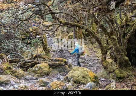 Trekker im Wald auf dem Weg nach Tampoe Tsho, Wangdue Phodrang Bezirk, Snowman Trek, Bhutan Stockfoto