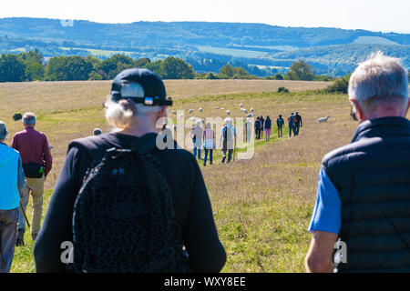 Gruppe von Wanderern zu Fuß auf einem der größten Gebiete der alten Kreide Downland auf Harting Down, einem renommierten Naturschutzgebiet in West Sussex, England, Großbritannien Stockfoto