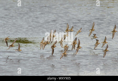 Alpenstrandläufer, Calidris Alpina, Herde im Flug, Pennington, Hampshire, Großbritannien Stockfoto