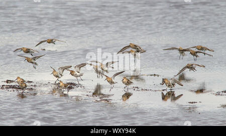 Alpenstrandläufer, Calidris Alpina, Herde Landung auf Lagune, Pennington, Hampshire, Großbritannien Stockfoto