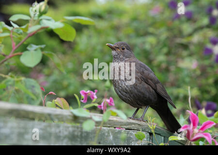 Turdus merula. Weibliche Amsel auf einem Garten Zaun in den Garten. Großbritannien Stockfoto