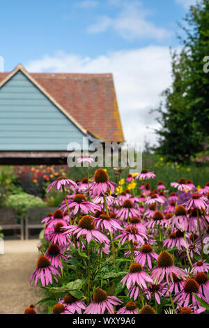 Echinacea Blumen, die in der Blume Grenze bei Aston Pottery. Aston, Bampton, Oxfordshire, England Stockfoto