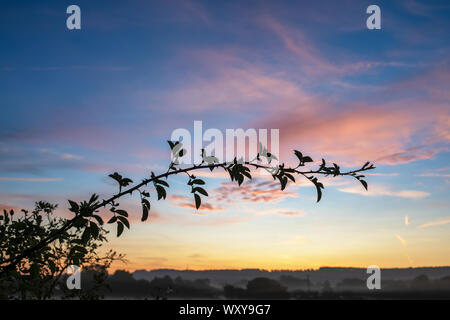 Rosa Canina. Dog Rose Blätter in die Landschaft von Cotswold bei Sonnenaufgang. Bourton auf dem Wasser, Cotswolds, Gloucestershire, England Stockfoto