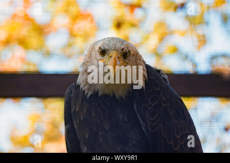 Der Weißkopfseeadler haliaeetus Leucocephalus oder in Gefangenschaft Stockfoto
